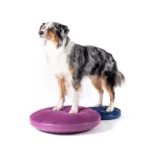 🐕 Dog Fitness